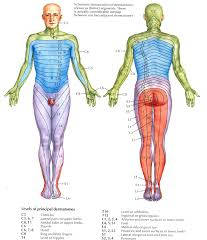 โรคหมอนรองกระดูกเคลื่อนทับรากประสาท (Herniated disc)